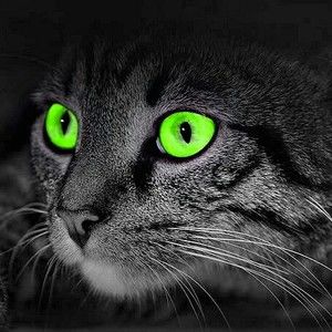 Meet your Posher, Angelina